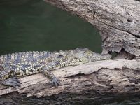 Krokodil am Okavango