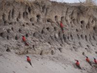 Bienenfresser am Okavango