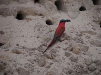 Bienenfresser am Okavango
