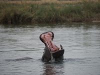 Flusspferde am Okavango