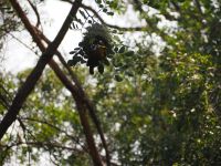 Webervogel bei der Arbeit