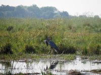 Bwabwata Nationalpark: Riesenreiher