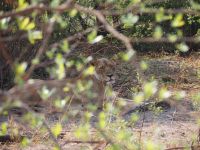 Bwabwata Nationalpark: Löwin