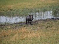 Bwabwata Nationalpark: Warzenschwein
