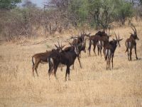 Bwabwata Nationalpark: Rappenantilopen