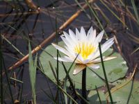 Wasserlilien am Kwando