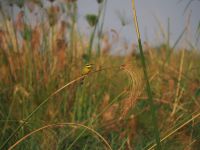 Bienenfresser am Kwando