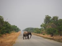 Chobe Nationalpark: Elefant