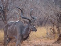 Chobe Nationalpark: Kudu