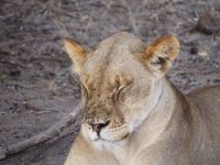 Chobe Nationalpark: Löwin