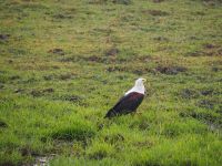 Chobe Nationalpark: Seeadler