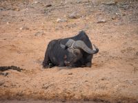 Chobe Nationalpark: Büffel