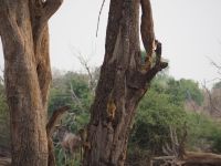 Chobe Nationalpark: Paviane