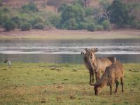 Chobe Nationalpark: Wasserböcke