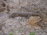 Chobe Nationalpark: Waran