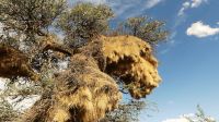 00006 Namibia - Kalahari - Webervogelnest
