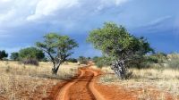 00009 Namibia - Kalahari - Nature Drive