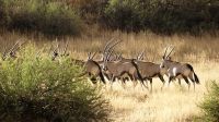00011 Namibia - Kalahari - Oryx