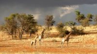 00017 Namibia - Kalahari - Giraffe