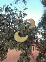 00031 Namibia - Kameldornbaum