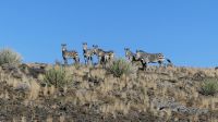 00046. Namibia - Fish River Canyon - Bergzebra