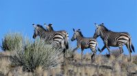 00047 Namibia - Fish River Canyon - Bergzebra