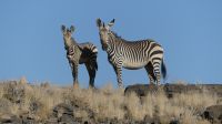 00048 Namibia - Fish River Canyon - Bergzebra