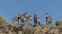 00049 Namibia - Fish River Canyon - Bergzebra
