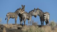 00050 Namibia - Fish River Canyon - Bergzebra
