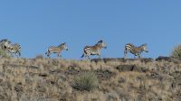 00051 Namibia - Fish River Canyon - Bergzebra
