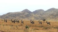00106 Namibia - Oryxe genießen den Regen