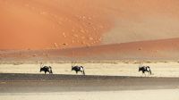 00130 Namibia - Oryx-Karawane zieht durch die Wüste