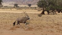 00142 Namibia - dem Oryx wird es zu naß