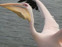 00171 Namibia - Walvis Bay