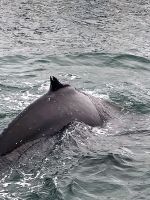 00179 Namibia - Bootsfahrt in Walvis Bay -  Juchu, ein Buckelwal