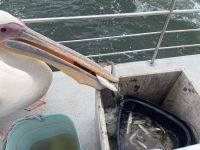 00186 Namibia - alle fotografieren, da schnapp ich mir den Fisch