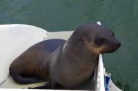 00189 Namibia - unbemerkter, blinder Passagier