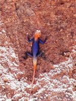 00216 Namibia - Siedleragame