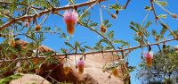 00217 Namibia - blühender Kameldornbaum