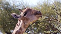 00229 Namibia - Nature Drive auf der Farm Hohenstein - Giraffe