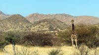 00230 Namibia - Nature Drive auf der Farm Hohenstein