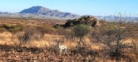 00235 Namibia - Nature Drive auf der Farm Hohenstein