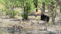 Namibia - Unterwegs im Etosha - Straußenfamilie