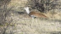 Namibia - Unterwegs im Etosha - Riesentrappe