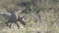 Namibia - Unterwegs im Etosha - Spitzmaulnashorn