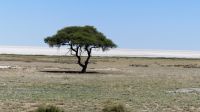 Namibia - Unterwegs im Etosha - Schirmakazie