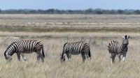 Namibia - Unterwegs im Etosha - Steppenzebras