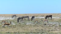 Namibia - Unterwegs im Etosha 