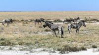 Namibia - Unterwegs im Etosha