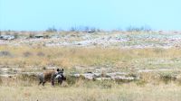 Namibia - Unterwegs im Etosha - Hyäne mit Beute